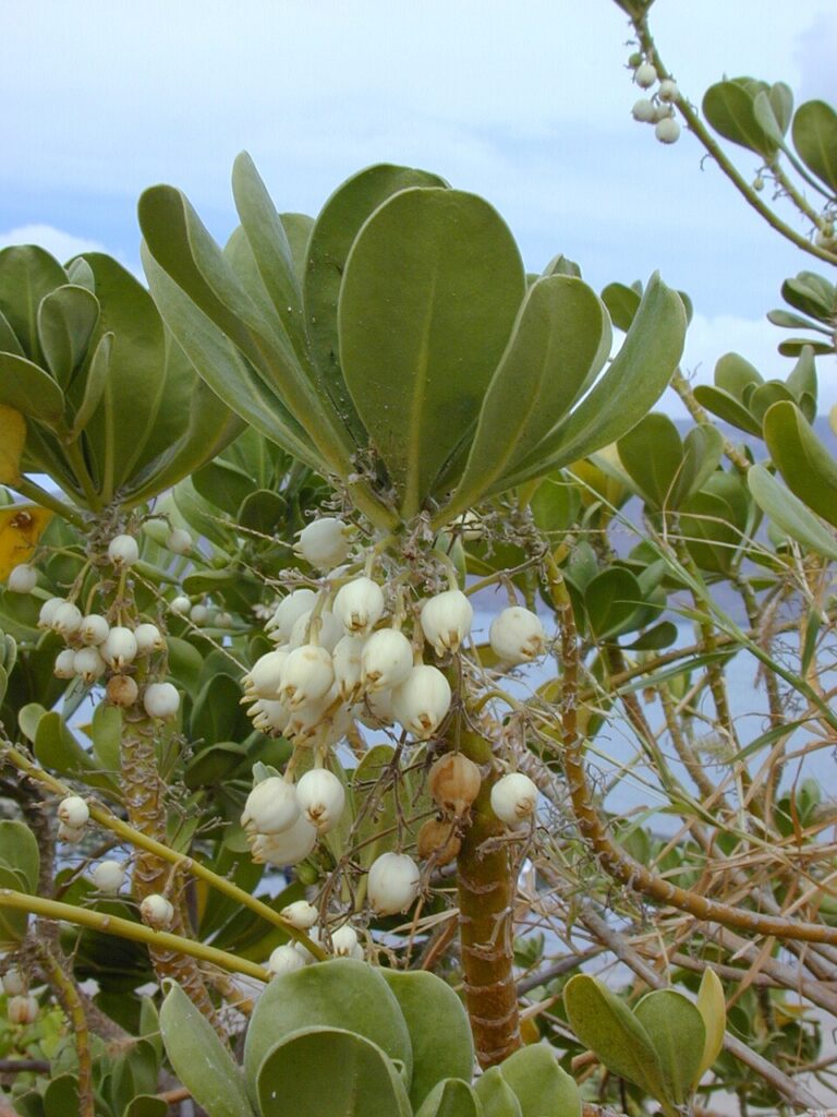 Beach Greens: Coastal Delicacy