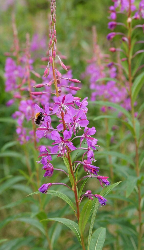 Fireweed: Nature's Sweet Treat