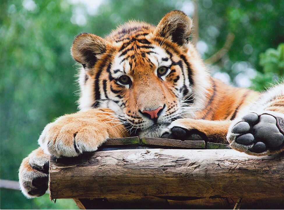 Tiger Cubs