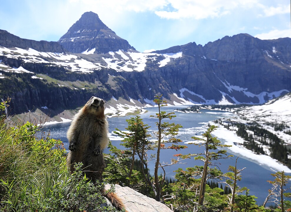 Innovator at Glacier National Park