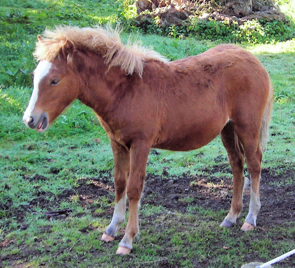 Pony