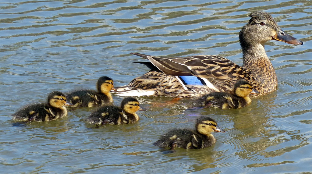 Control of Duck Populations in Michigan