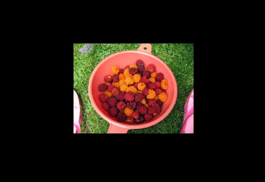 Salmonberries: Summer's Gift