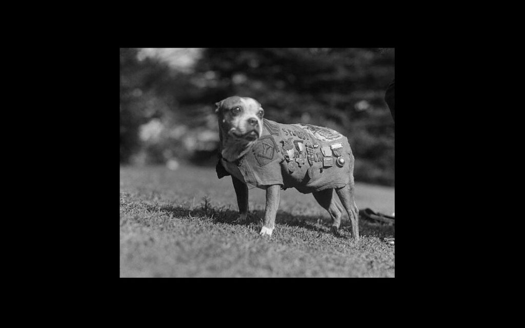 Stubby - The Courageous Canine of World War I