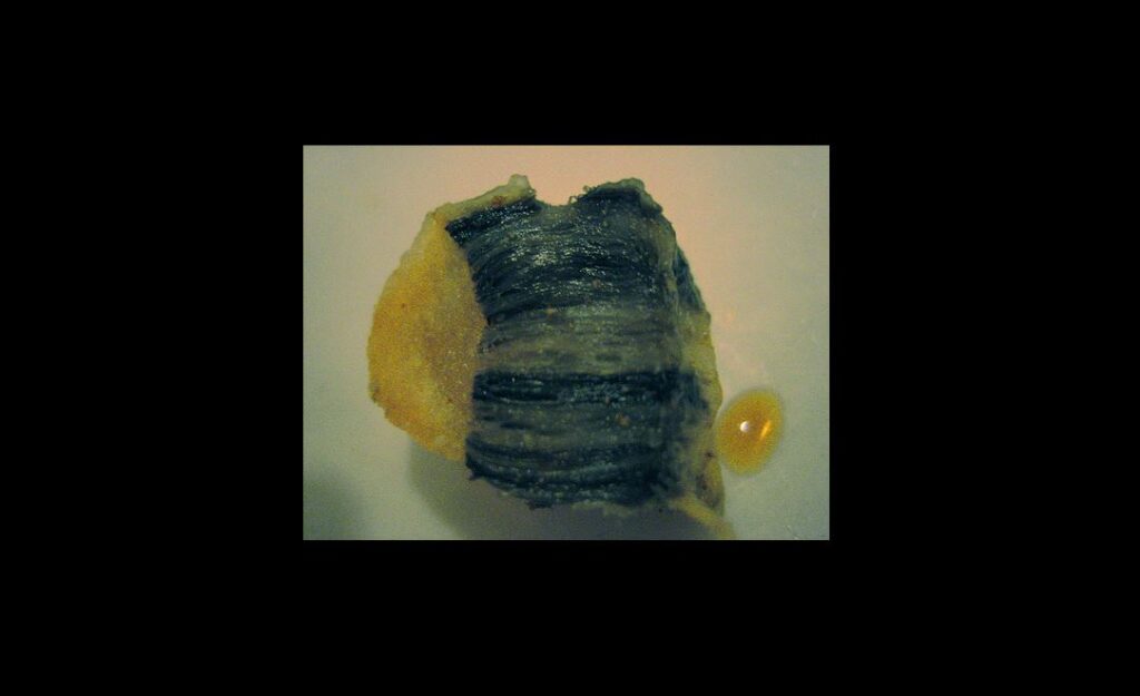 Whale Blubber: Energy Rich Source