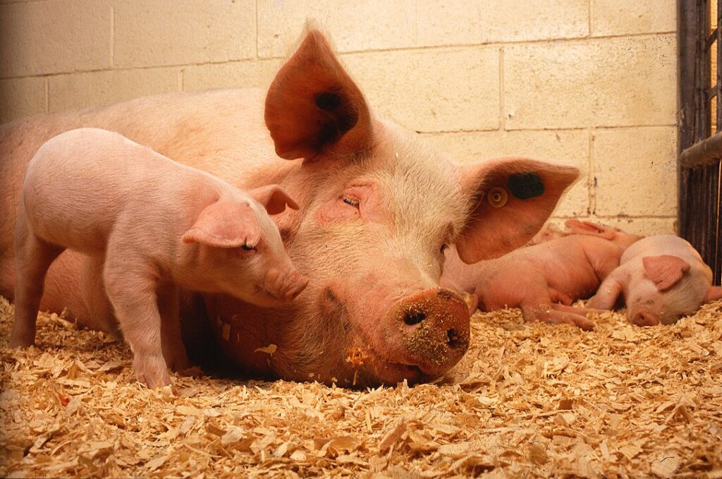 The Strange Story of Kashrut's Prohibited Pig