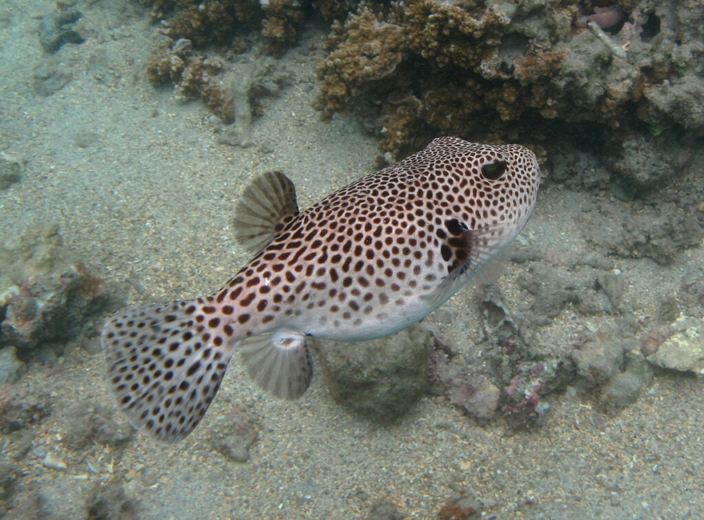 Unraveling the Mystery of Pufferfish
