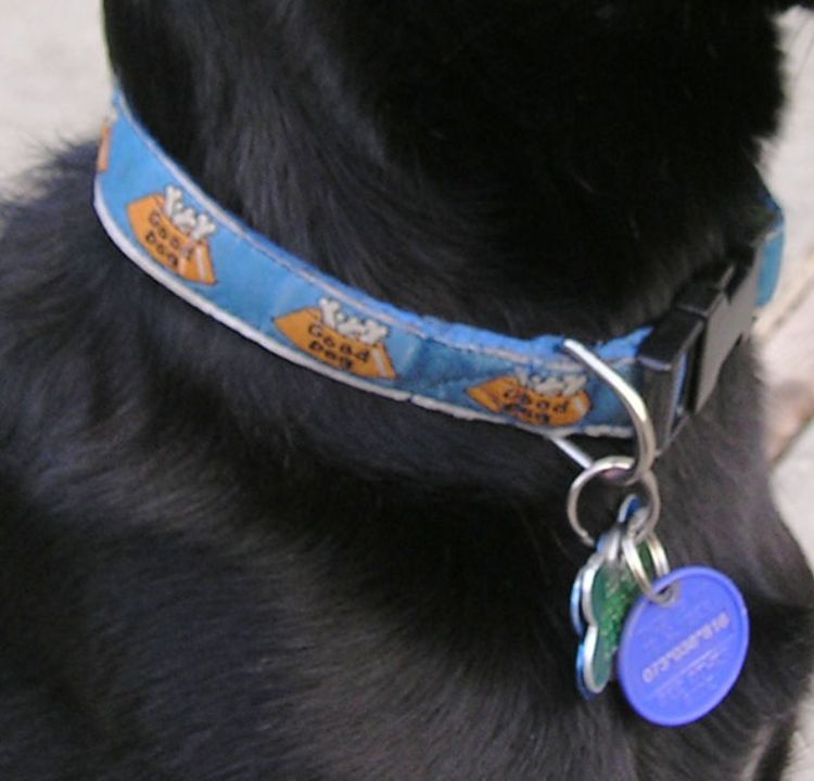 The Dog Collar Mandate