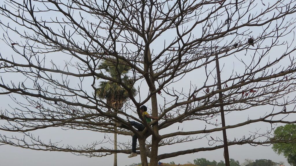 Climbing Trees Unsupervised