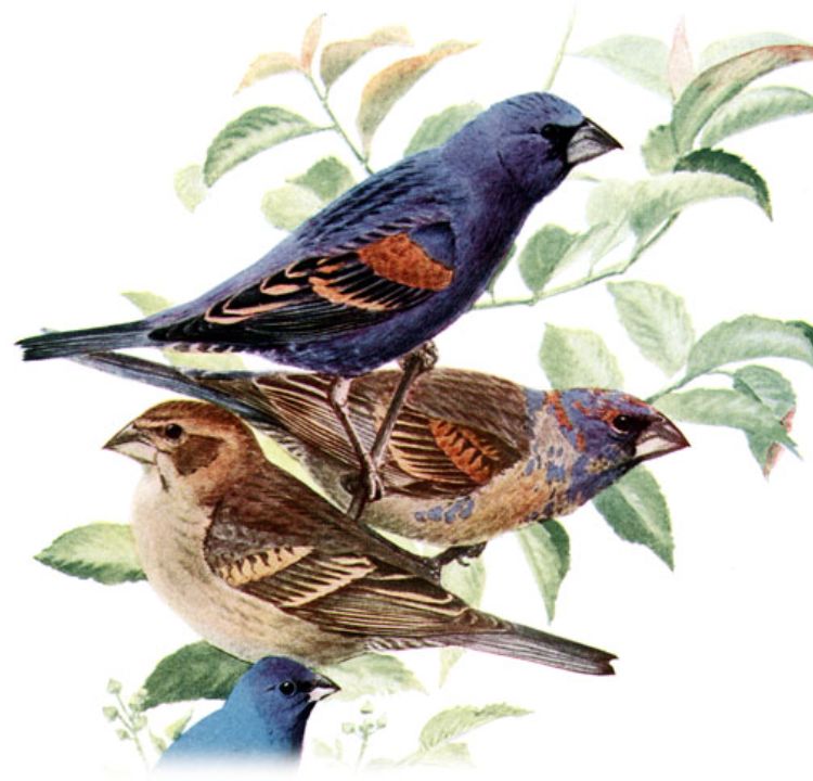 The Prohibition on Plumage