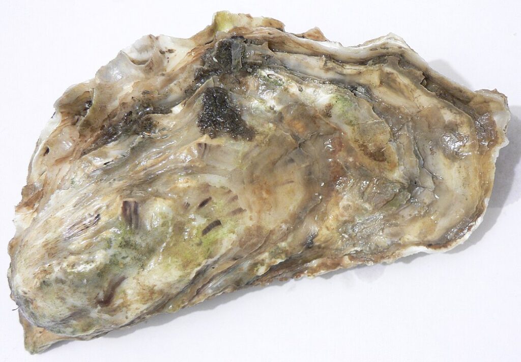 Offbeat Oyster Ordinances