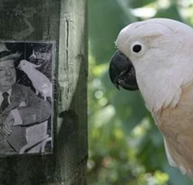 Churchill’s Parrot Is Still Alive