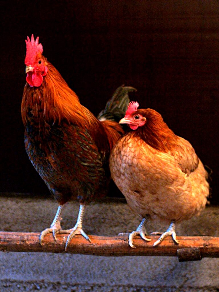 Dress Code for Chickens