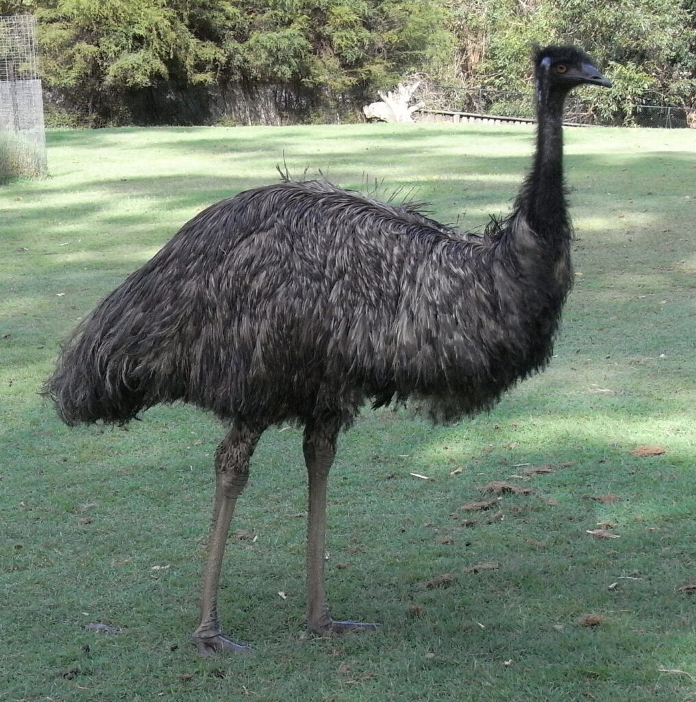 The Great Emu War